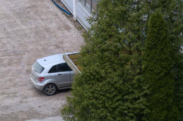 A luscious green tree partly covering a car, parked in an empty parking lot with tire tracks visible.