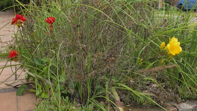 Zona cespugliosa con alcune freesie rosse e gialle in fiore.