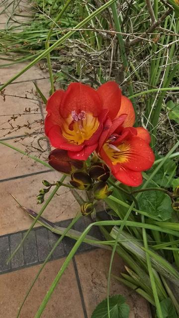Particolare di fiore di freesia rossa.
