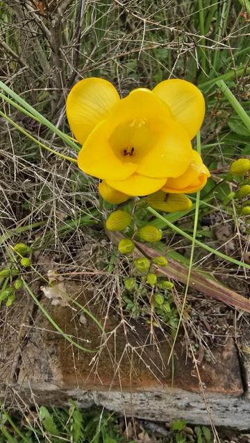 Particolare di fiore di freesia gialla.