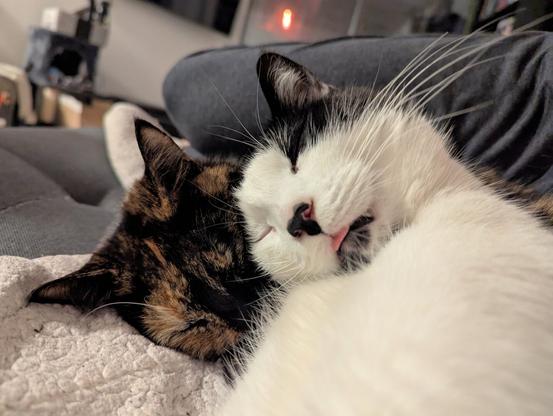 Two cats lie on a woolly blanket. One cat is mostly black with orange spotting all over, and the other is mostly white with black markings on his chin and forehead and ears. The black and white cat has his tongue sticking out, and is resting his head on the black and orange cat's cheek.