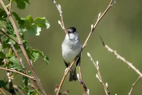 Singing Eurasian blackcap