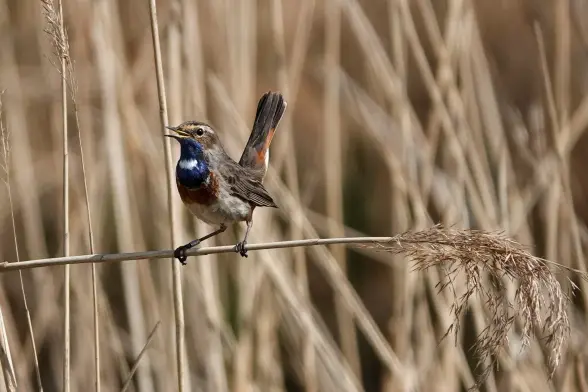Singin Bluethroat on reed