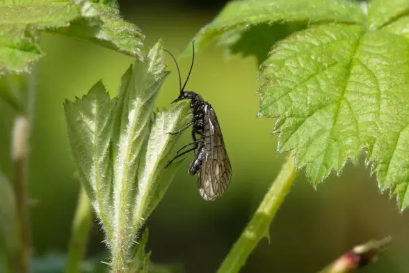 Alder fly