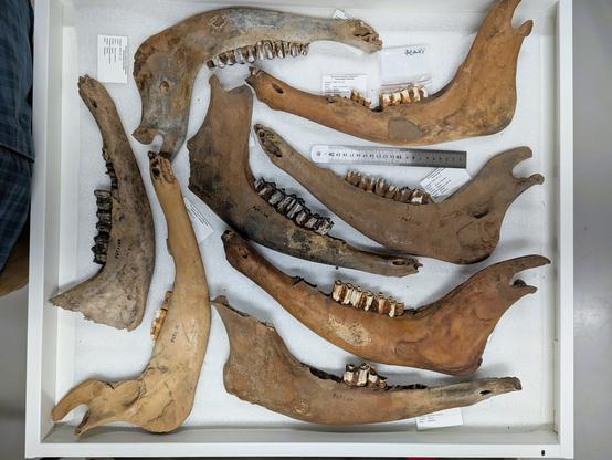 Bones in the collection at the Science Museum of Minnesota