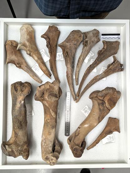 Bones in the collection at the Science Museum of Minnesota