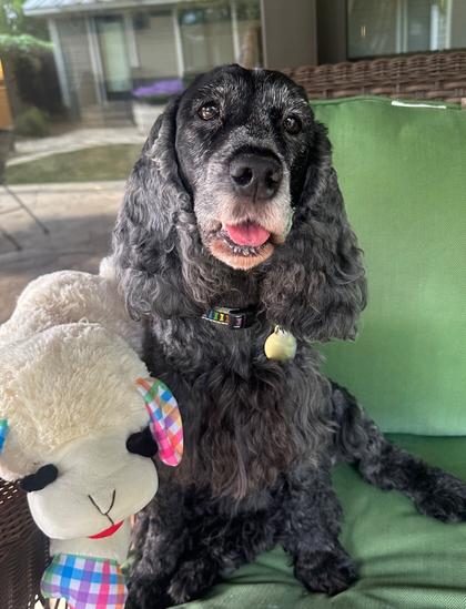 A blue roan, English Cocker Spaniel, siting on a porch chair, with a lamp chop next to her.  She is looking at the camera.
