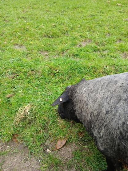 A sheep grazing. The sheep has white fur and a black face