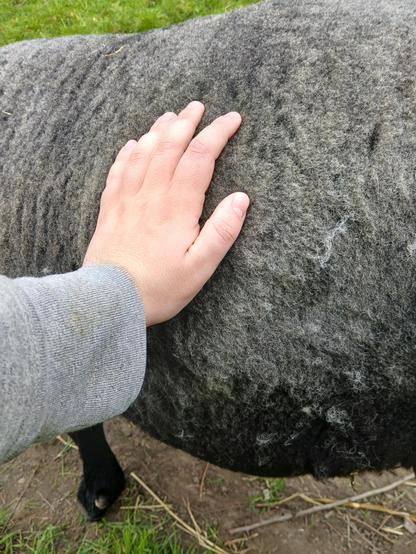 A white hand stroking the sheep in the earlier photo