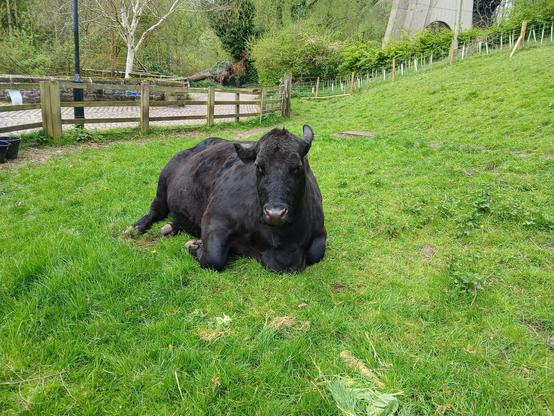 A black cow sat in a field