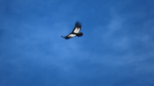 Ein Condor fliegt am blauen Himmel.