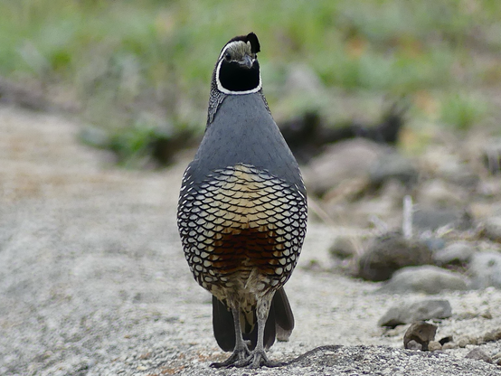 A male California quail struts back and forth protecting his mate in case I get up to anything funny