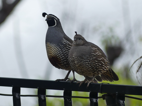 The quail couple are up on a fence rail watching me. The female has a superb round figure and is just too cute