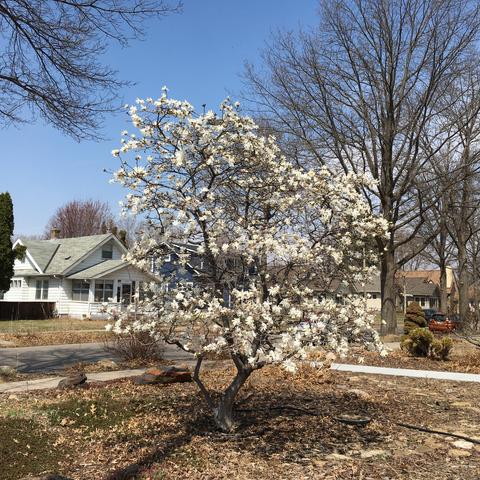 A tree laden with white flowers blooms in a small urban lot in Longfellow, Minneapolis, under blue skies and otherwise still-bare trees on Thursday, April 17, 2025.