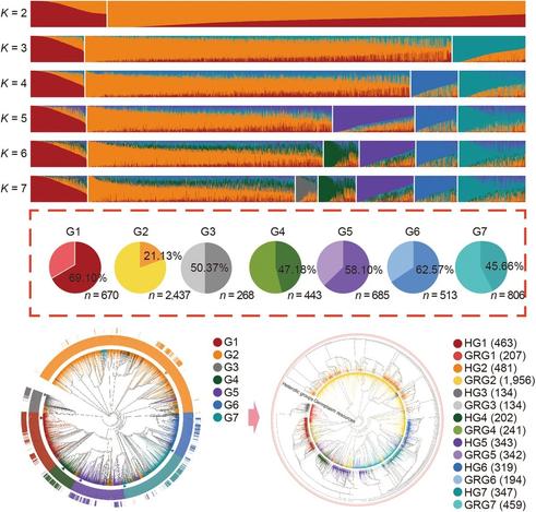 Diagrams representing the seven core heterotic groups differentiated in maize germplasm from China, showing regionality and uniqueness at the genomic level.