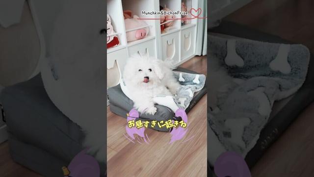 【ビションフリーゼ】眠くなったら寝るもふ犬の生活 【犬と猫、両方飼ってると毎日かわいい♥】