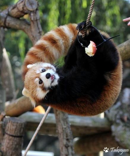 A red panda hanging upside down from a taut rope, facing an apple zip tied to the rope, The apple is almost completely eaten.