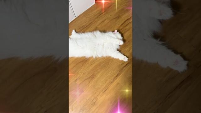お約束のへそ天寝　#ラガマフィン #ragamuffin #shorts #ねこのいる暮らし #cat