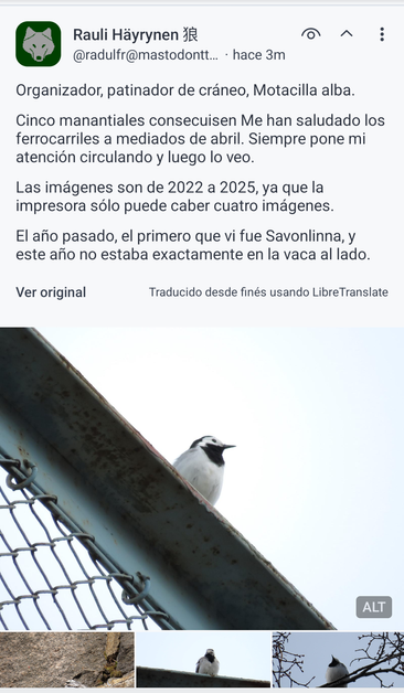 Captura de un toot de radulfr@mastodontti.fi traducido del finés al español por LibreTranslate. Se lee: «Organizador, patinador de cráneo, Motacilla alba.

Cinco manantiales consecuisen Me han saludado los ferrocarriles a mediados de abril. Siempre pone mi atención circulando y luego lo veo.

Las imágenes son de 2022 a 2025, ya que la impresora sólo puede caber cuatro imágenes.

El año pasado, el primero que vi fue Savonlinna, y este año no estaba exactamente en la vaca al lado».

El toot contiene cuatro imágenes de lavanderas blancas.