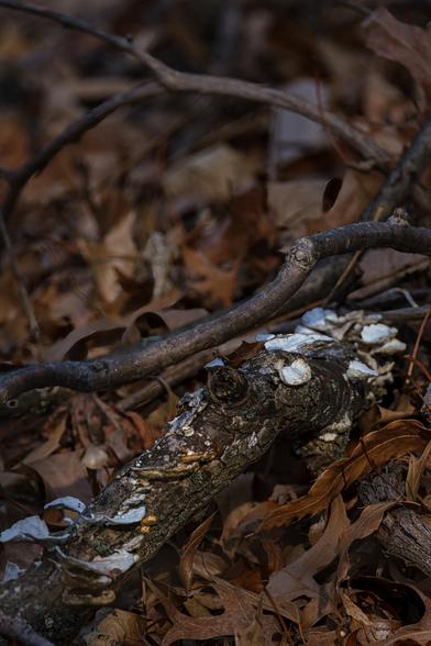 White bracket fungi growing on decaying tree branch among dry oak leaves on woodland forest floor in late autumn.