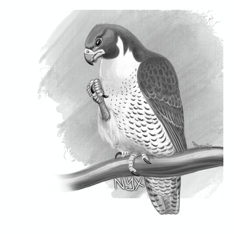 A black and white drawing of an adult female peregrine falcon perched on a branch, clenching her foot in a fist in front of her and scowling.