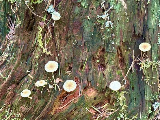 A broad old tree trunk has lost its bark. The bare wood is deeply stained with moss, and several pale mushrooms with thin stalks are sprouting out from the surface into the sunshine.