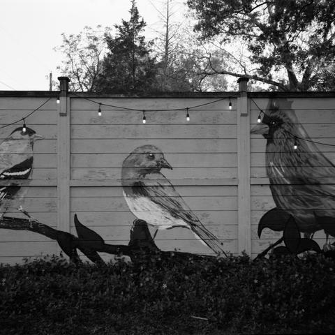 A wooden fence painted with local bird species.  Patio lights are draped across it.