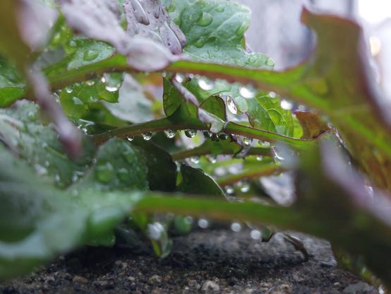 a close up of some green leafy weed or another in a parking lot planter, somewhat resembling arugula, with some leaves blurry and out of focus, but one in the middle mostly in focus, with a line of dewdrops on its underside, each reflecting an upside-down image of its surroundings
