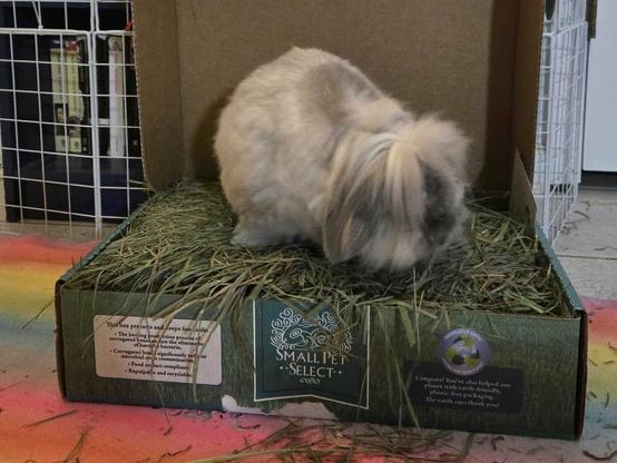 a gray fuzzy lop rabbit helping himself to a box of hay