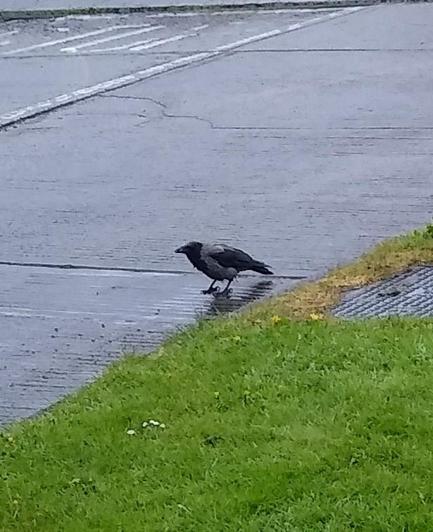 a hooded crow lands for dropped food on a back road.