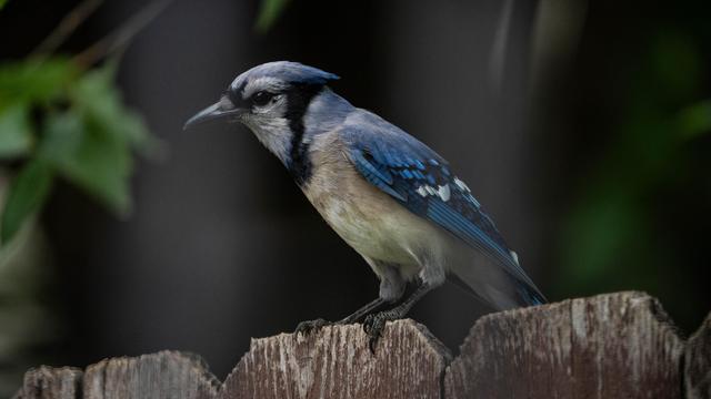 Blue Jay standing on a fence seemingly looking at me.