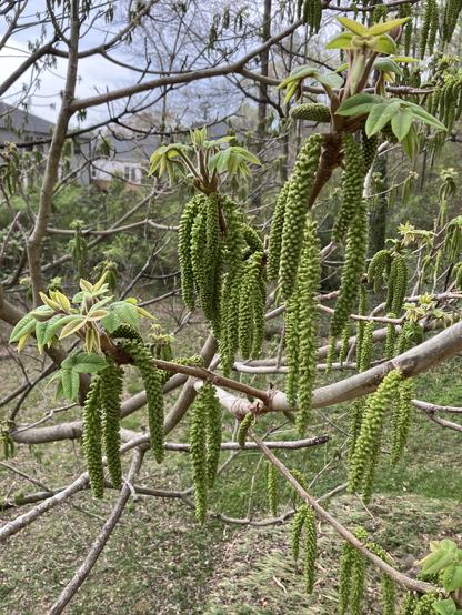 Closeup of the ends of several branches on a Japanese walnut tree. They have small green leaves that are just beginning to unfurl, and large clusters of long, drapey, bright green blossoms.