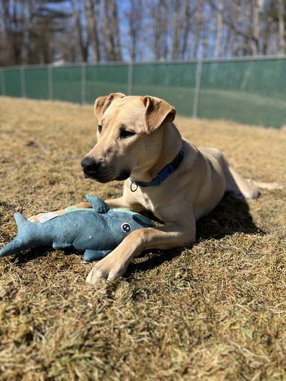 A lab mix named Huey Lewis lays outside on some brownish grass at Berkshire Humane, where he's available to adopt fee-free during the event. He's tan with low ears. There's a blue shark plushy toy between his front paws and he's looking to the side of the camera