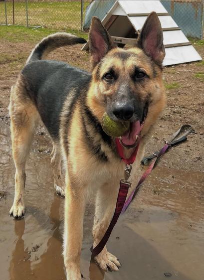 Tatum is a one year old german shepherd available to adopt fee free during the event at the Worcester Animal Rescue League. He's standing in a little bit of standing water on a muddy field and looking at the camera playfully with a tennis ball in his mouth. He's wearing a red leash thats on the ground.