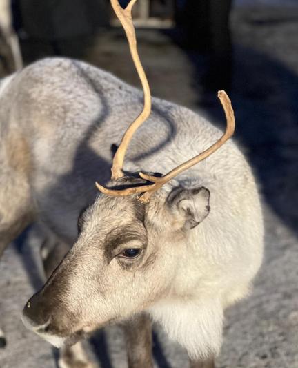 Reindeer