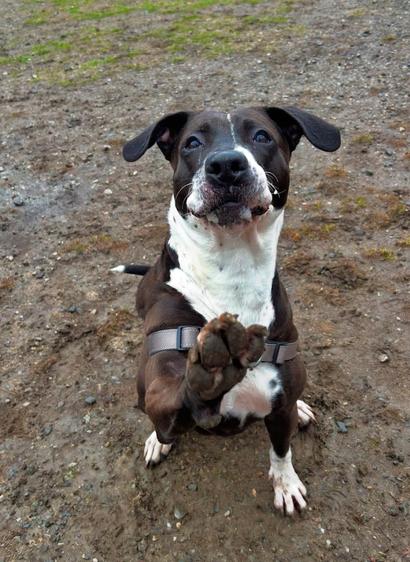 Ember, a two year old larger breed dog at Worcester Animal Rescue League, sits outside on a muddy field. She's looking up at the camera with her front right paw raised toward it and it looks like she's smiling. She's mostly dark brown, with white in between her eyes, around her nose, on her neck and chest, as well as her feet.
