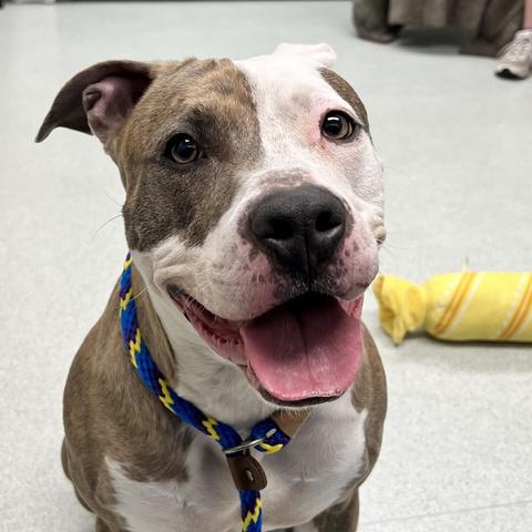 Amber is a two year old pittie mix at Dakin Humane. She's sitting in the shelter and looking at the camera with her mouth open in a smile. She's mostly lightish brown, but half her face is white, as is her neck and chest.