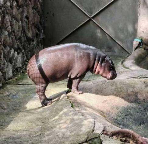 Junges Nilpferd in Gehege. Schattenwurf auf untere Körperhälfte lässt es so aussehen, als ob das Nilpferd Netzstrumpfhosen trägt