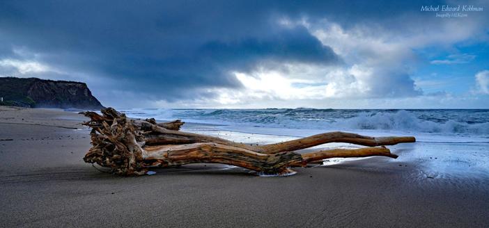 Photo of Driftwood at Davenport Landing, California

ImagesByMEK.com