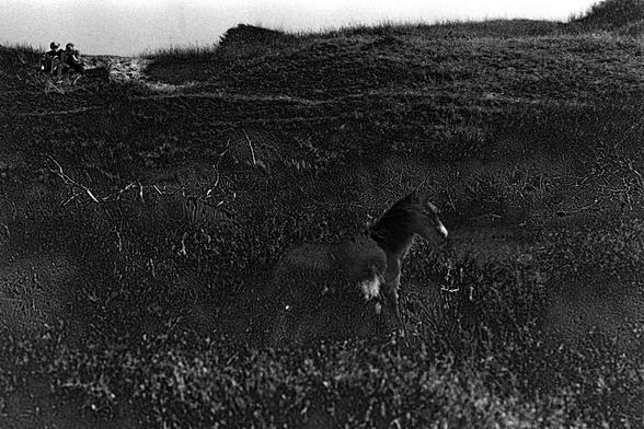 A horse in the dunes with people sitting on a bench in the background