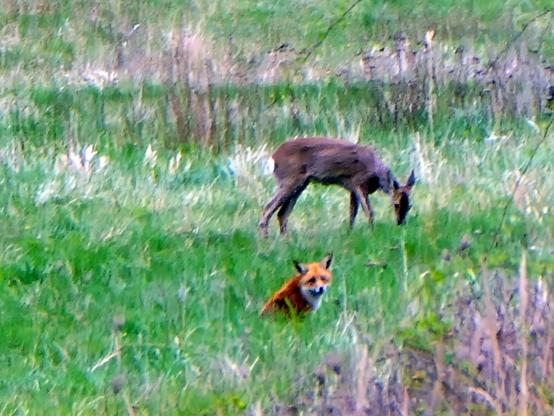Fuchs sitzt vor äsendem Reh auf einer Wiese und blickt Richtung Fotograf