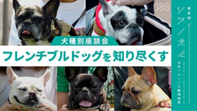 フレンチブルドッグを完全理解！性格｜フード｜しつけ｜よくある病気を徹底解説【獣医師ツジノボル】