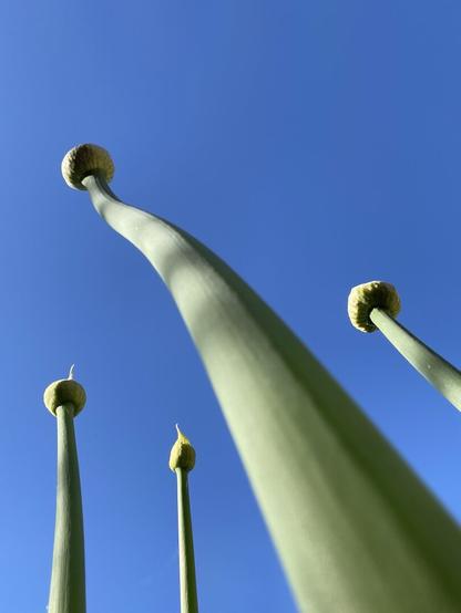 Tall onion stalks reaching for the sky, with tight buds, about to bust open and bloom.