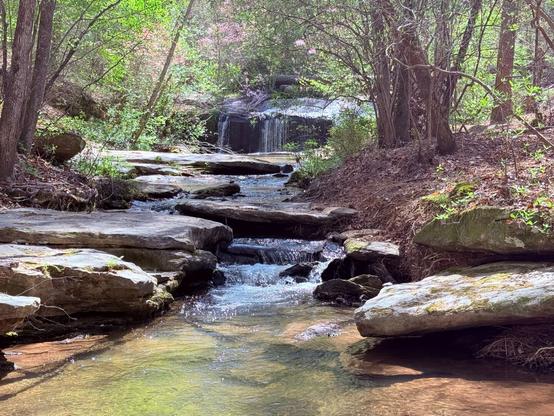 Alt text: this is a picture of a stream with a small waterfall surrounded by trees.