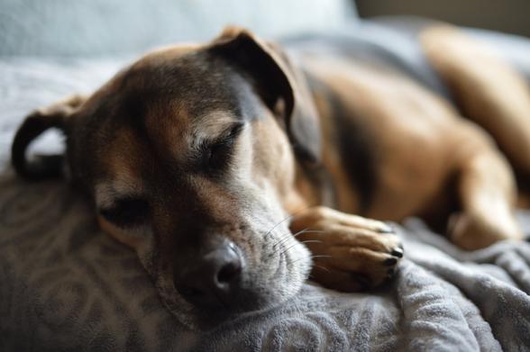 sleeping dog