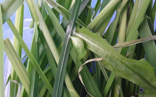 green blades of grass - one blade of grass has a green chrysalis attached to it with silk threads
