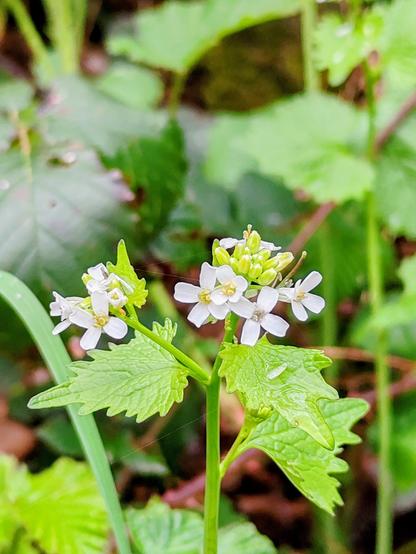Picture of a wild plant with white, four petalled flowers and serrated, nettle-like leaves.