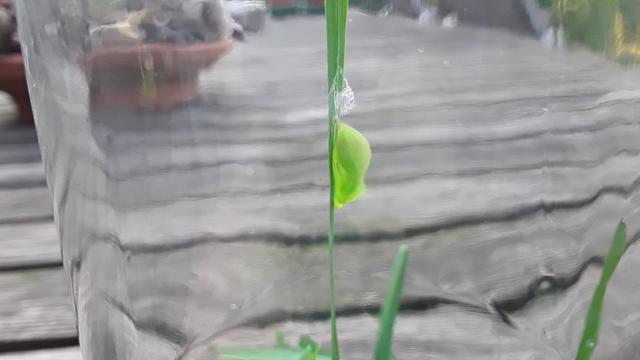some light coming through the chrysalis allows you to see the outline of the caterpillar