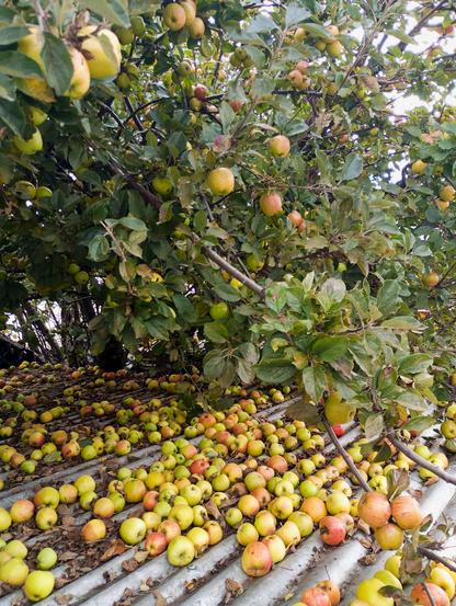 Un manzano cargado de manzanas verdes y rojas parcialmente maduras se inclina sobre un techo corrugado. Muchas manzanas han caído del árbol y cubren la superficie del techo. Las manzanas en el suelo son una mezcla de verdes y rojas, algunas parecen estar maduras mientras que otras están todavía verdes.  El árbol y el techo están cubiertos con hojas otoñales.