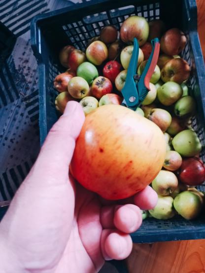 Una mano sostiene una manzana roja y amarilla de tamaño mediano. La manzana está ligeramente moteada. La mano está sobre una caja llena de manzanas de varios colores y tamaños, incluyendo rojas, verdes y amarillas. Una tijera de podar se encuentra entre las manzanas en la caja.